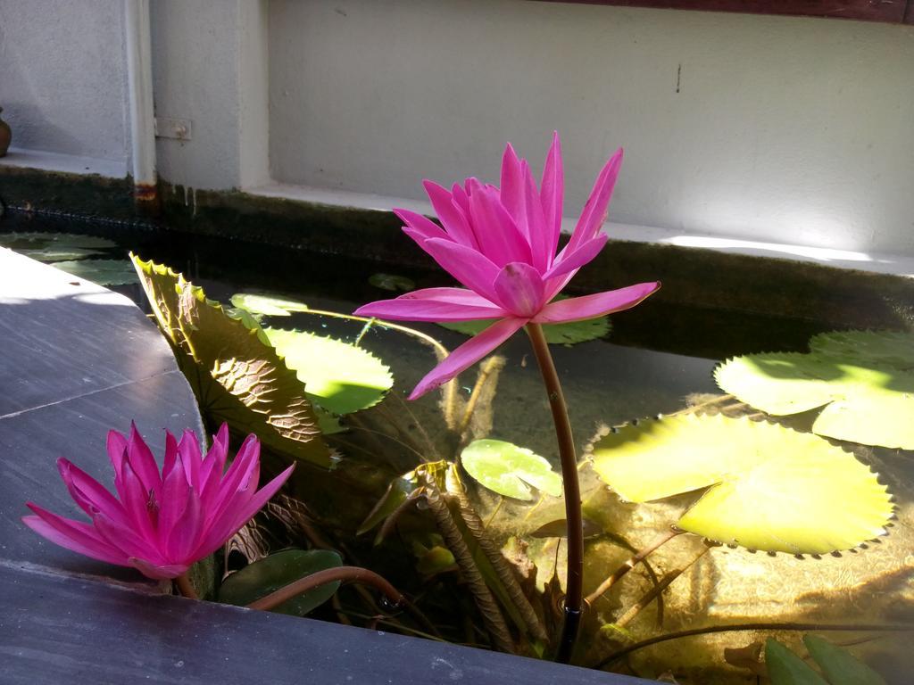 Green Coco Homestay Hoi An Exterior foto