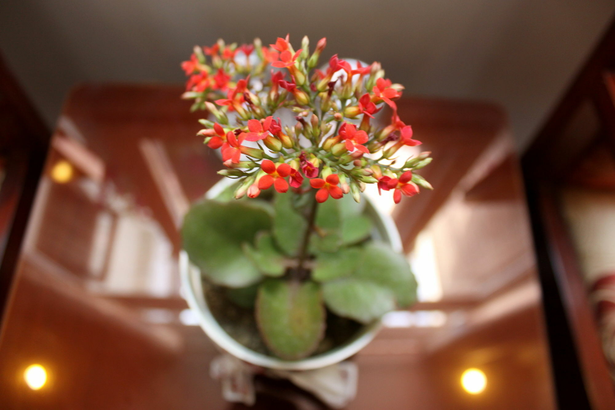 Green Coco Homestay Hoi An Exterior foto